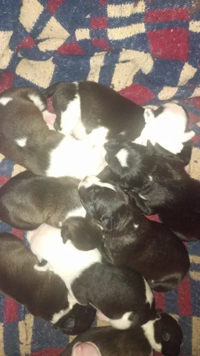 Cachorro raça Pit-Bull idade Abaixo de 2 meses nome sem nomes 