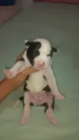 Cachorro raça SRD-ViraLata idade Abaixo de 2 meses nome filhotinhas ainda sem nome 