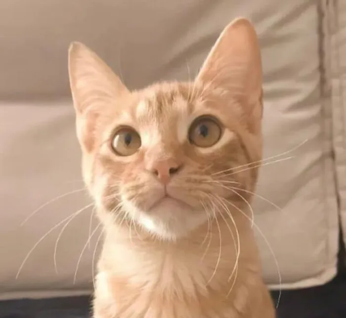 Gato raça SRD-ViraLata idade 2 a 6 meses nome Paçoca 