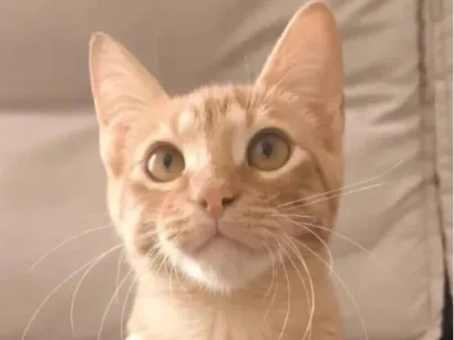 Gato raça SRD-ViraLata idade 2 a 6 meses nome Paçoca 