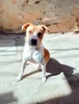 Cachorro raça SRD-ViraLata idade 7 a 11 meses nome Simon lindo e bonzinho 