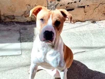 Cachorro raça SRD-ViraLata idade 7 a 11 meses nome Simon lindo e bonzinho 