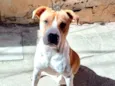 Cachorro raça SRD-ViraLata idade 7 a 11 meses nome Simon lindo e bonzinho 