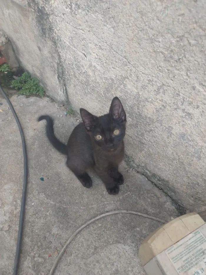 Gato raça SRD-ViraLata idade 2 a 6 meses nome Sem nome 