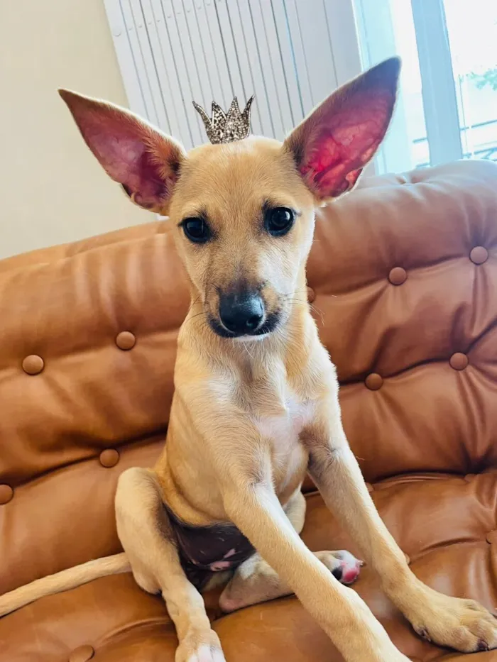 Cristal 6meses porte P