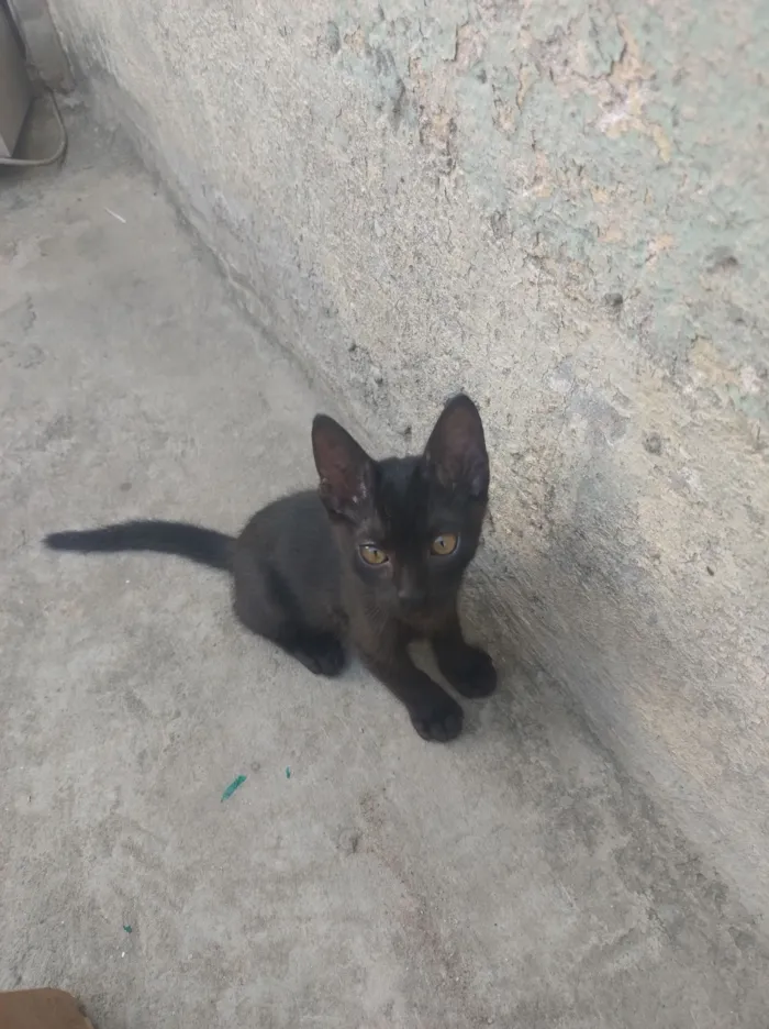 Gato raça SRD-ViraLata idade 2 a 6 meses nome Sem nome 