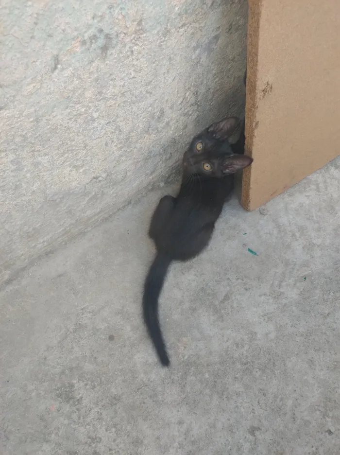 Gato raça SRD-ViraLata idade 2 a 6 meses nome Sem nome 