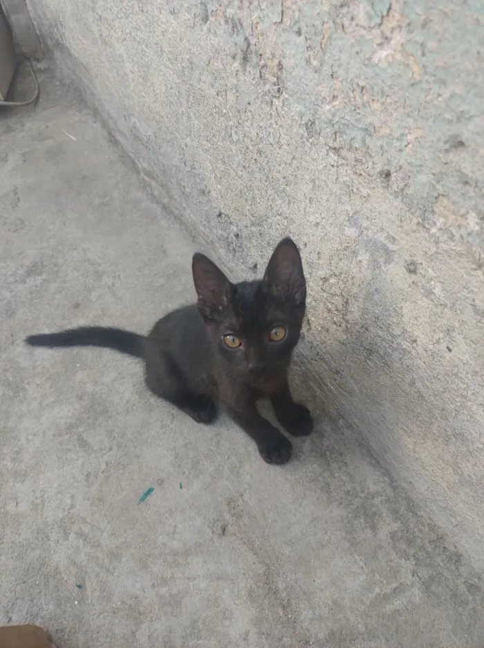 Gato raça SRD-ViraLata idade 2 a 6 meses nome Sem nome 
