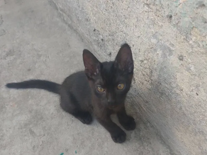 Gato raça SRD-ViraLata idade 2 a 6 meses nome Sem nome 