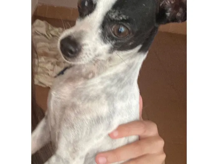 Cachorro raça Pinscher idade 3 anos nome Pitoco e Kiara