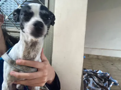 Cachorro raça Pinscher idade 3 anos nome Pitoco e Kiara