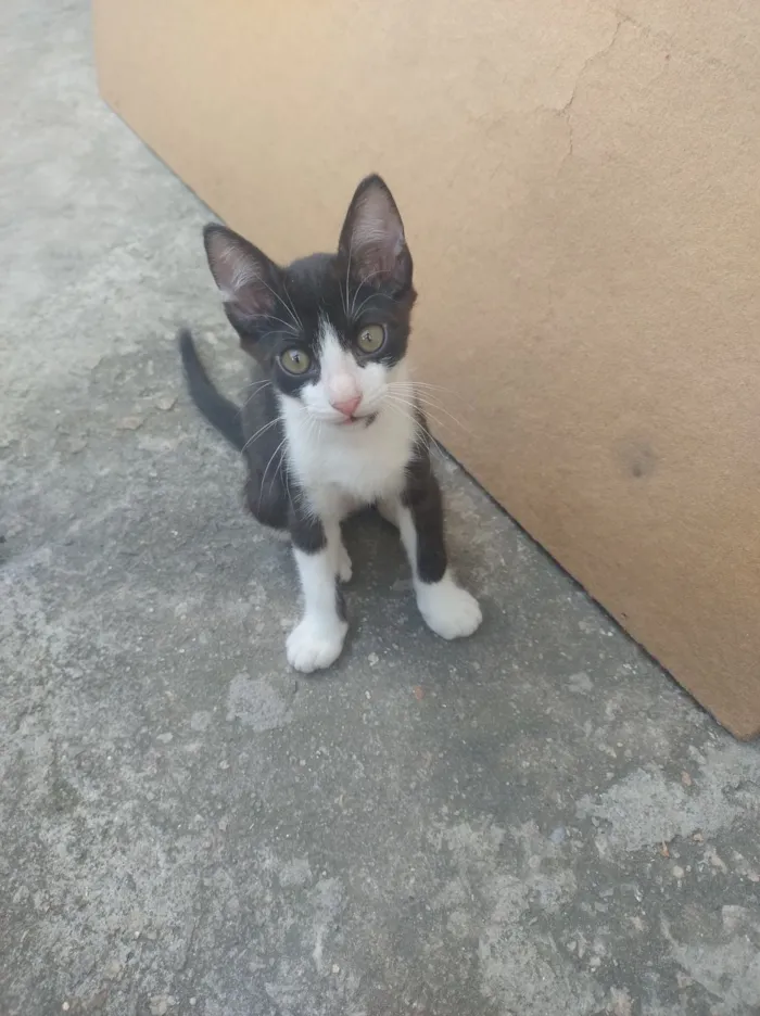 Gato raça SRD-ViraLata idade 2 a 6 meses nome Sem nome 