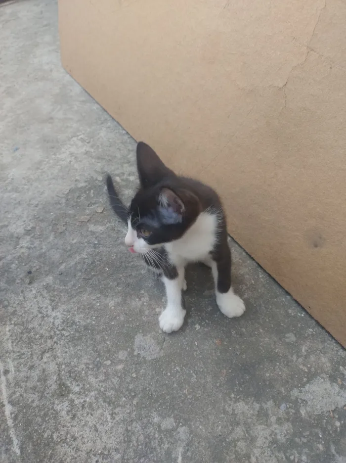 Gato raça SRD-ViraLata idade 2 a 6 meses nome Sem nome 