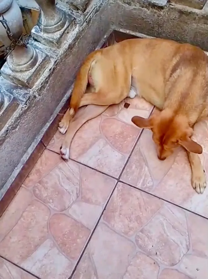 Cachorro raça SRD-ViraLata idade 7 a 11 meses nome Lion bb11meses
