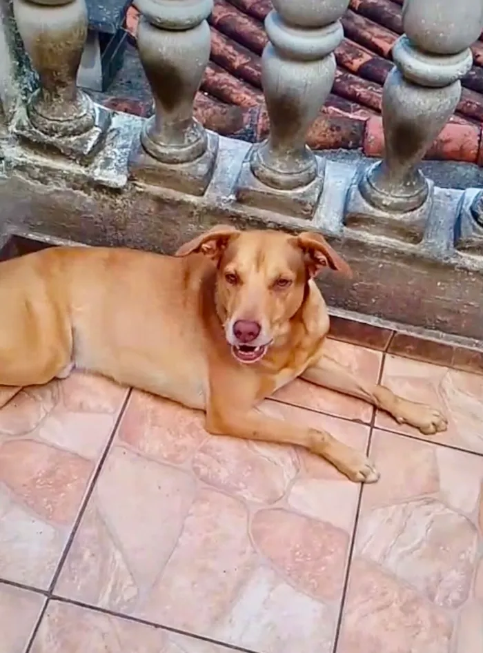 Cachorro raça SRD-ViraLata idade 7 a 11 meses nome Lion bb11meses