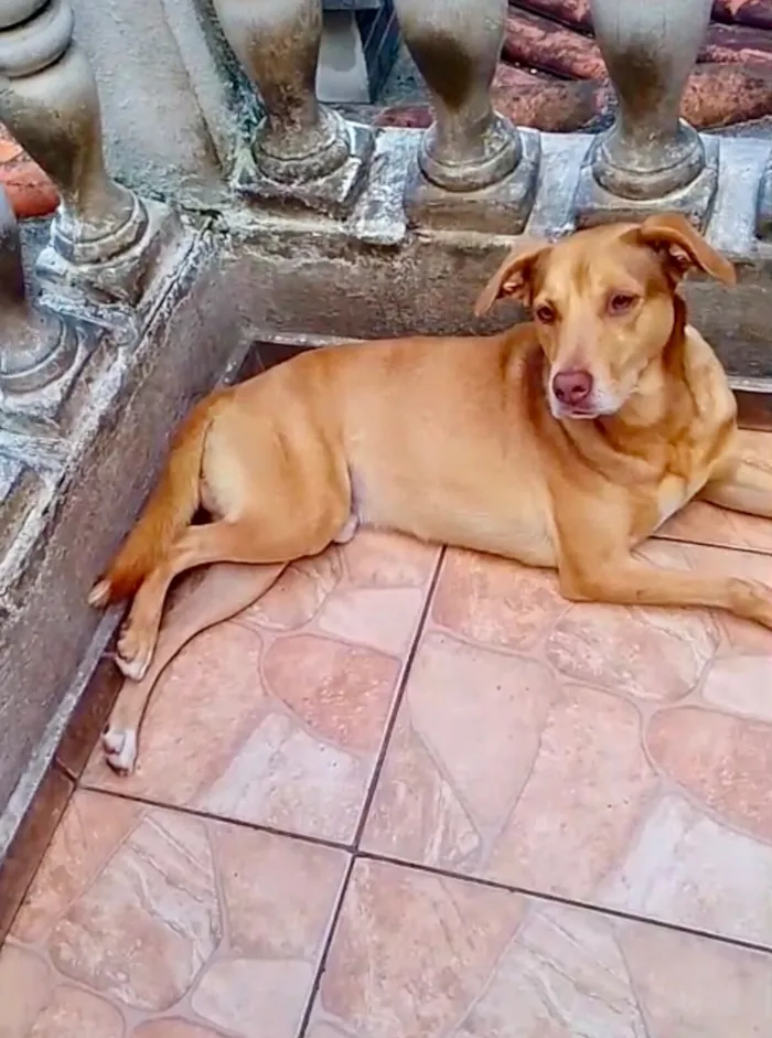 Cachorro raça SRD-ViraLata idade 7 a 11 meses nome Lion bb11meses