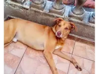 Cachorro raça SRD-ViraLata idade 7 a 11 meses nome Lion bb11meses