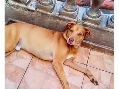 Cachorro raça SRD-ViraLata idade 7 a 11 meses nome Lion bb11meses
