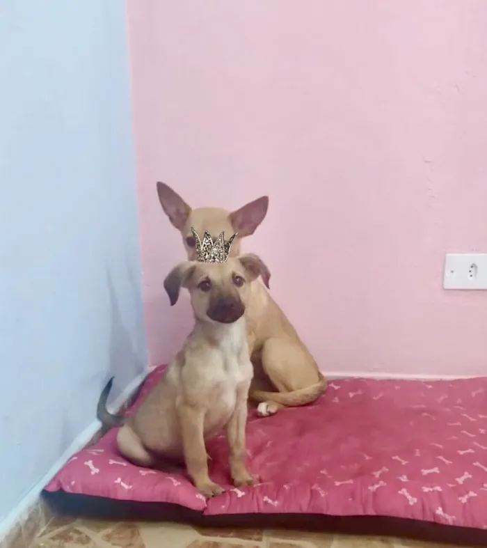 Cachorro raça SRD-ViraLata idade 2 a 6 meses nome Orégano porteP bb3meses lindo 