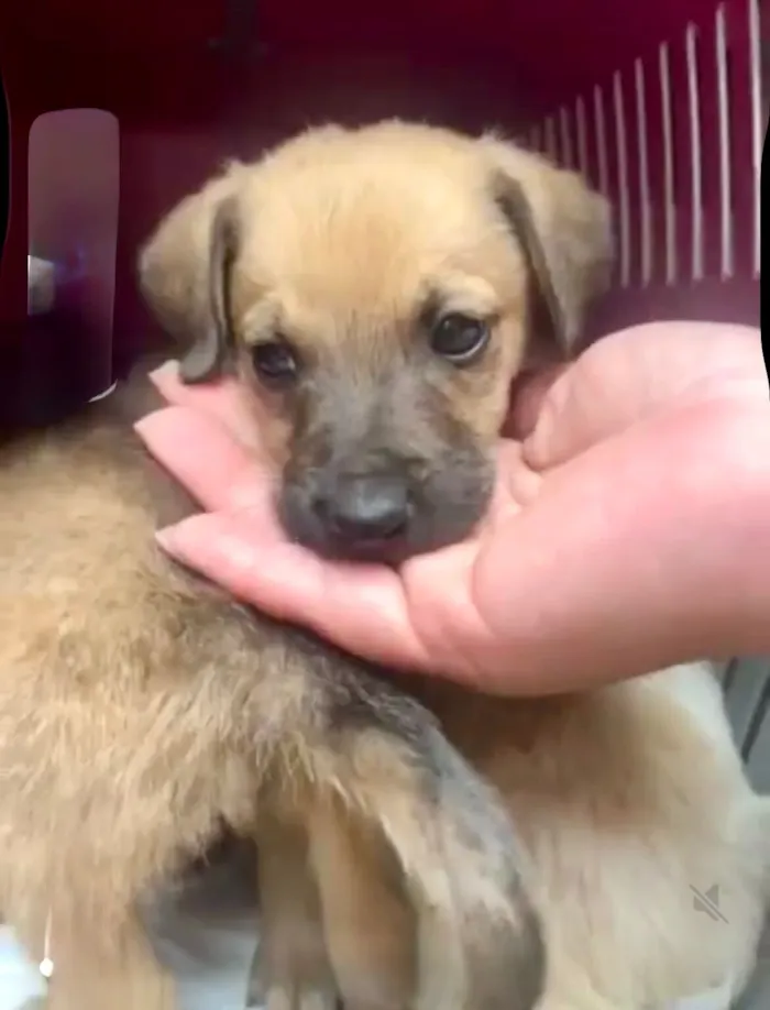 Cachorro raça SRD-ViraLata idade 2 a 6 meses nome Orégano porteP bb3meses lindo 