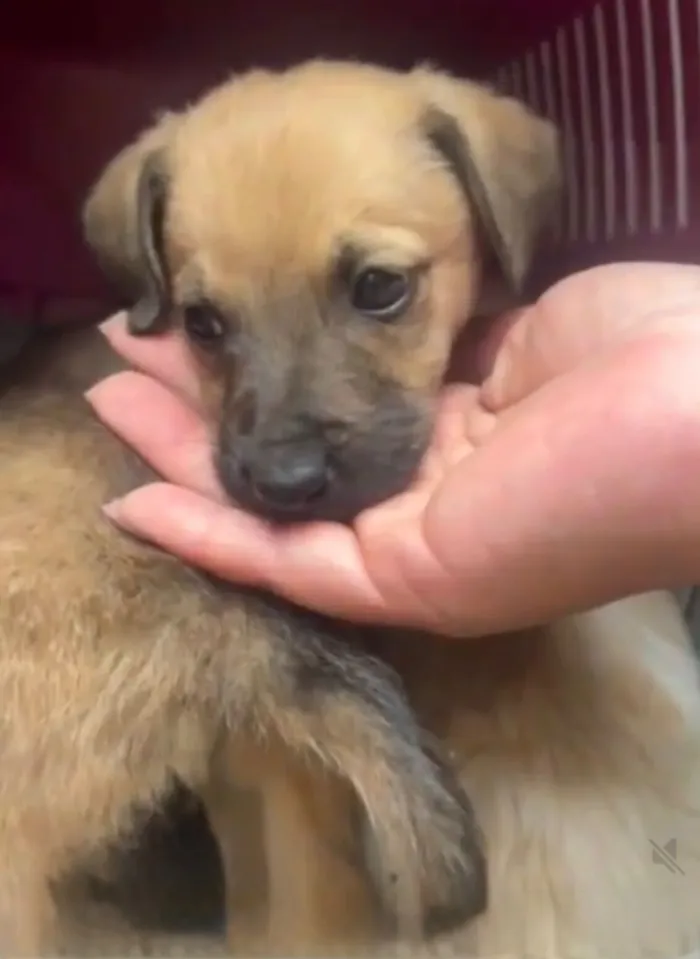 Cachorro raça SRD-ViraLata idade 2 a 6 meses nome Orégano porteP bb3meses lindo 