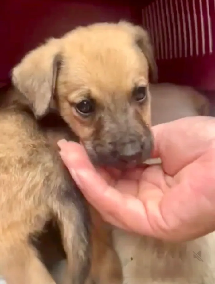 Cachorro raça SRD-ViraLata idade 2 a 6 meses nome Orégano porteP bb3meses lindo 