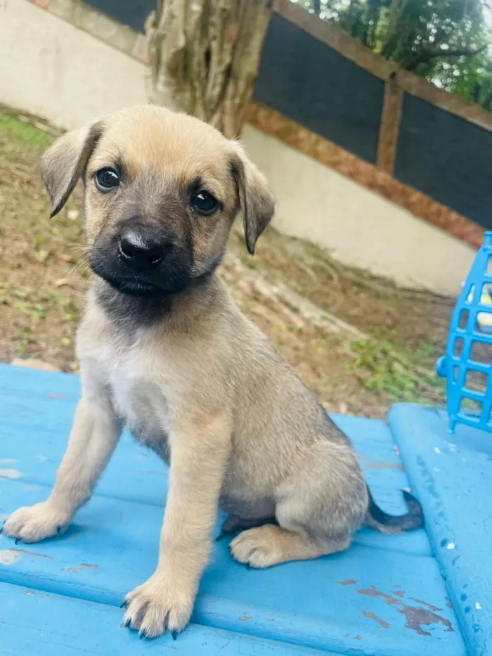 Orégano porteP bb3meses lindo