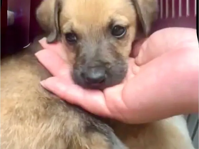 Cachorro raça SRD-ViraLata idade 2 a 6 meses nome Orégano porteP bb3meses lindo 