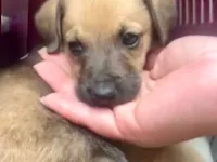 Cachorro raça SRD-ViraLata idade 2 a 6 meses nome Orégano porteP bb3meses lindo 