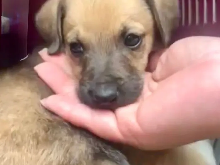 Cachorro raça SRD-ViraLata idade 2 a 6 meses nome Orégano porteP bb3meses lindo 