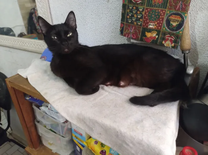 Gato raça SRD-ViraLata idade 4 anos nome Pontinho 