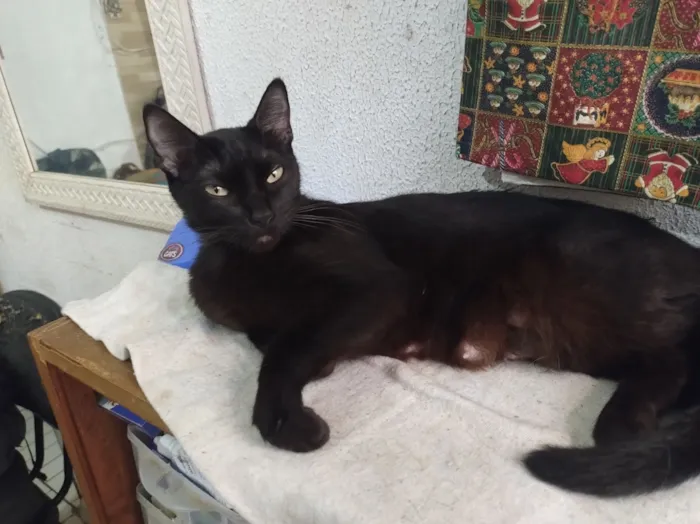 Gato raça SRD-ViraLata idade 4 anos nome Pontinho 