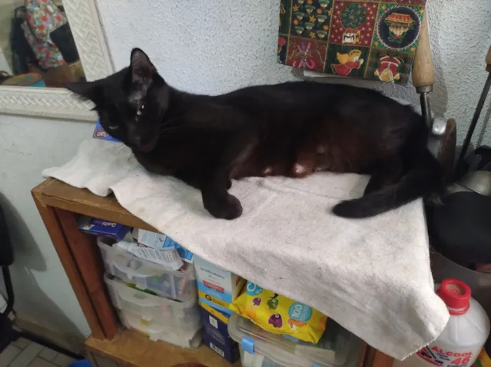 Gato raça SRD-ViraLata idade 4 anos nome Pontinho 