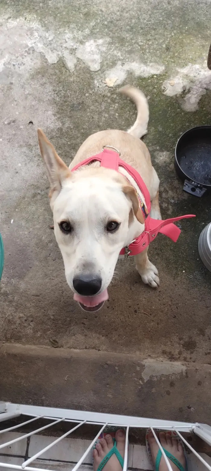 Cachorro raça SRD-ViraLata idade 1 ano nome Scott