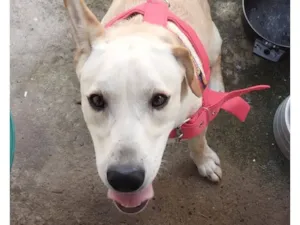 Cachorro raça SRD-ViraLata idade 1 ano nome Scott