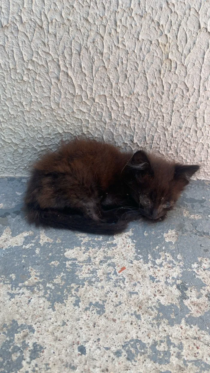 Gato raça SRD-ViraLata idade Abaixo de 2 meses nome Pretinho 