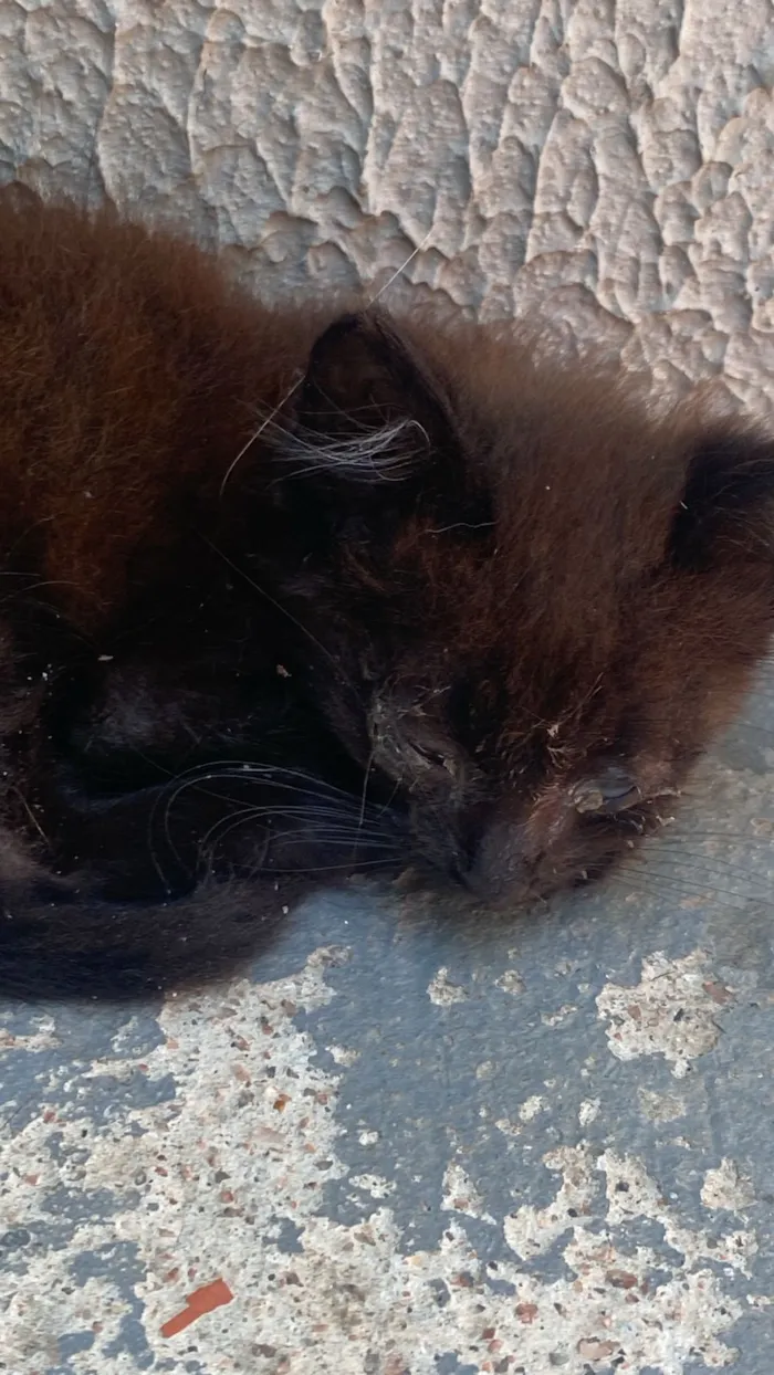 Gato raça SRD-ViraLata idade Abaixo de 2 meses nome Pretinho 