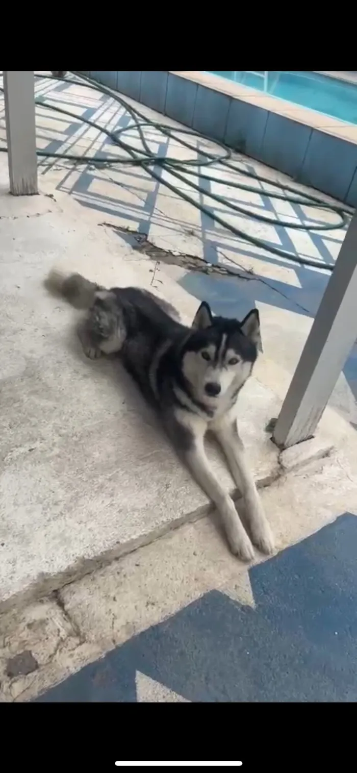 Cachorro raça Husky Siberiano idade 4 anos nome Hulk