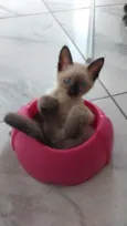 Gato raça Siamês idade 2 a 6 meses nome Blue 