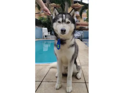 Cachorro raça Husky Siberiano idade 4 anos nome Hulk