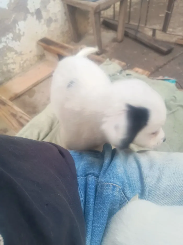 Cachorro raça SRD-ViraLata idade Abaixo de 2 meses nome 1 sem nome