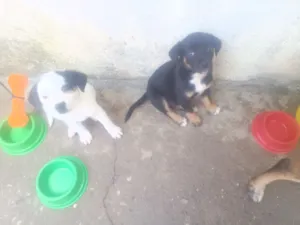 Cachorro raça SRD-ViraLata idade Abaixo de 2 meses nome Pequena 