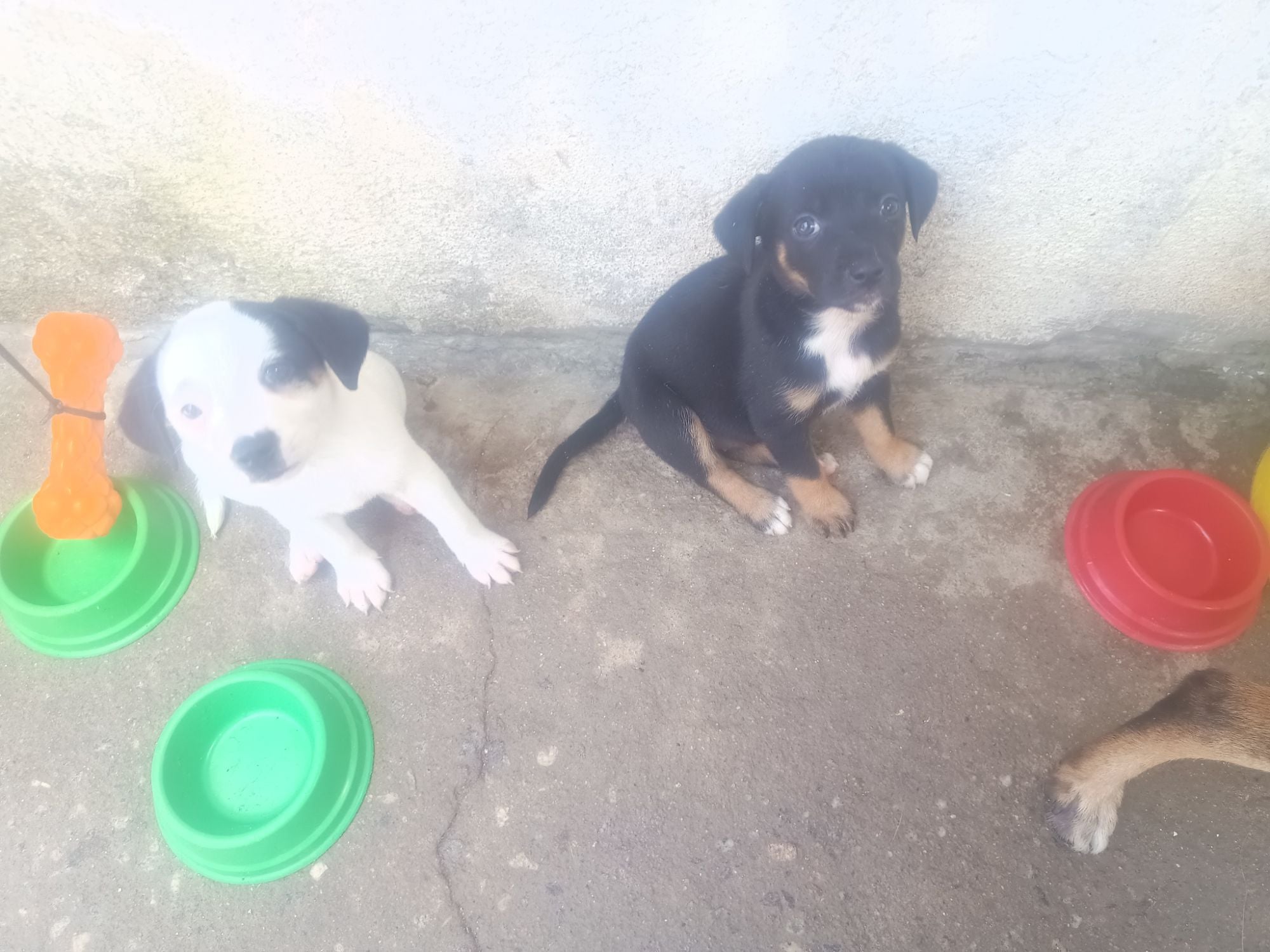 Cachorro raça SRD-ViraLata idade Abaixo de 2 meses nome Pequena 