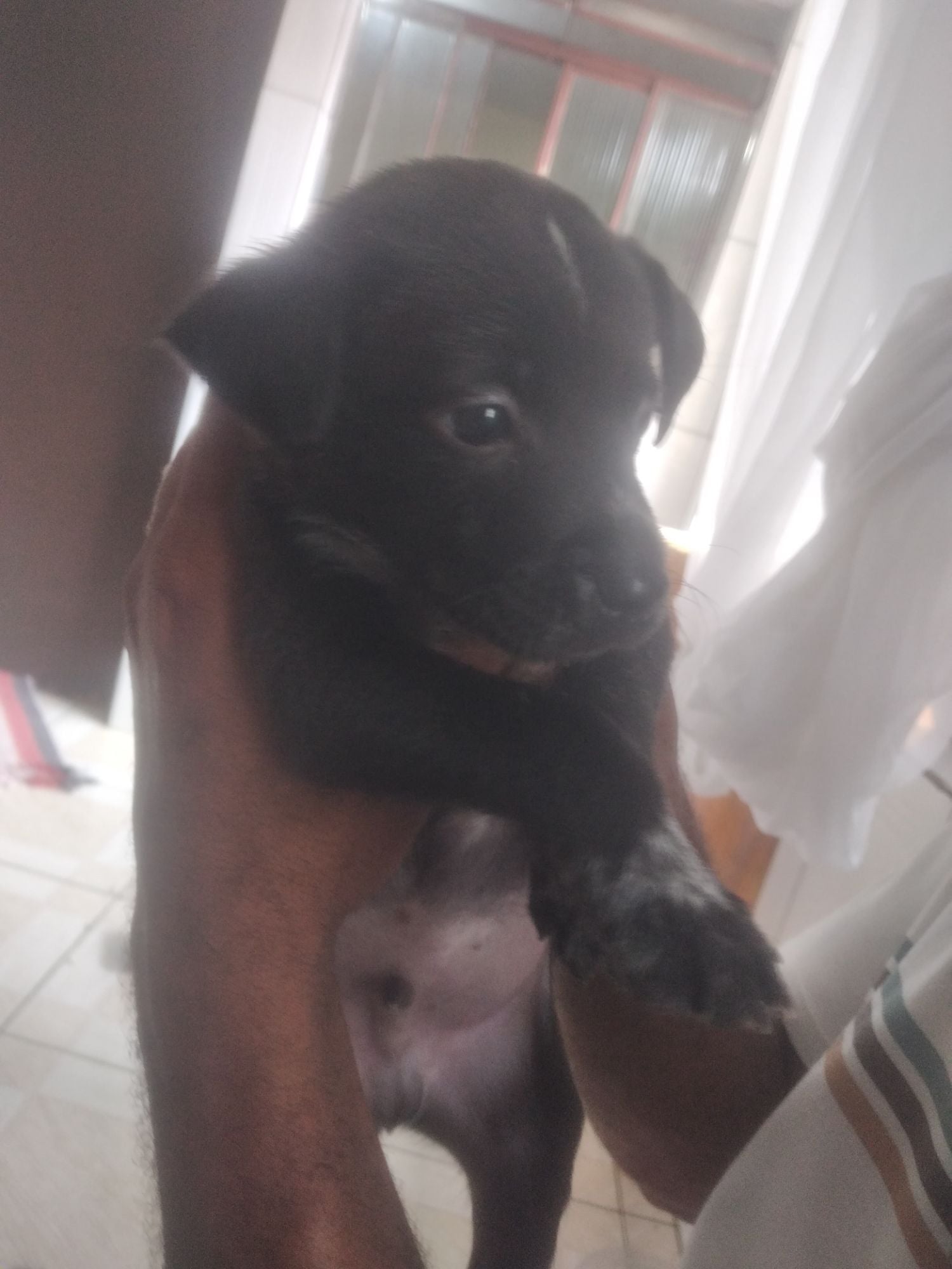 Cachorro raça Pastor Alemão idade 2 a 6 meses nome Filhotes