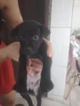 Cachorro raça Pastor Alemão idade 2 a 6 meses nome Filhotes