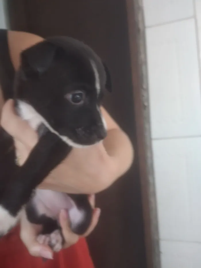 Cachorro raça Pastor Alemão idade 2 a 6 meses nome Filhotes