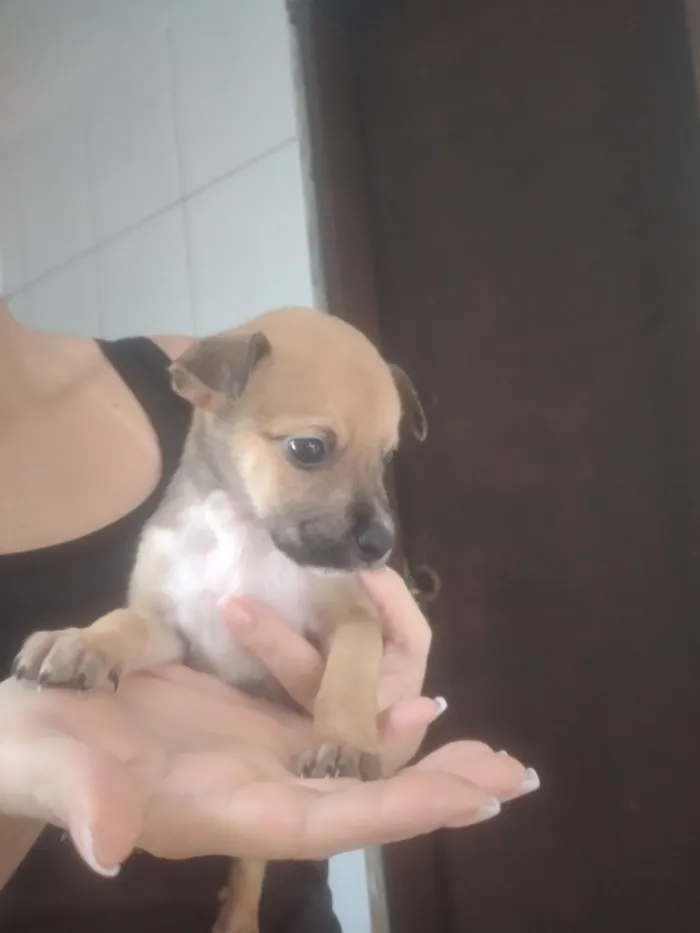 Cachorro raça Pastor Alemão idade 2 a 6 meses nome Filhotes