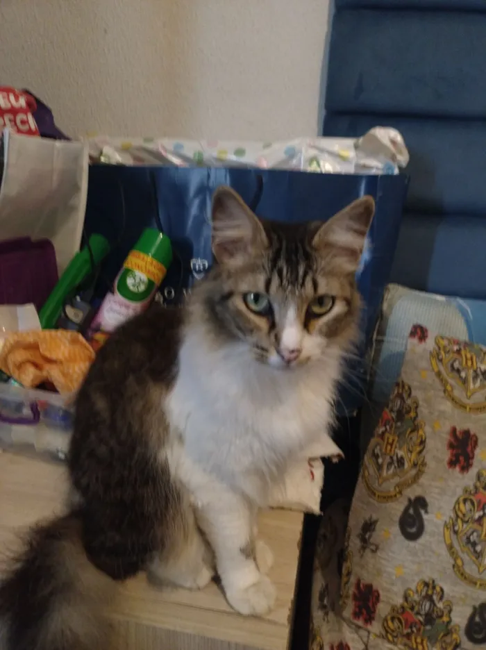 Gato raça SRD-ViraLata idade 4 anos nome Algodão 