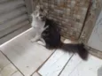 Gato raça SRD-ViraLata idade 4 anos nome Algodão 