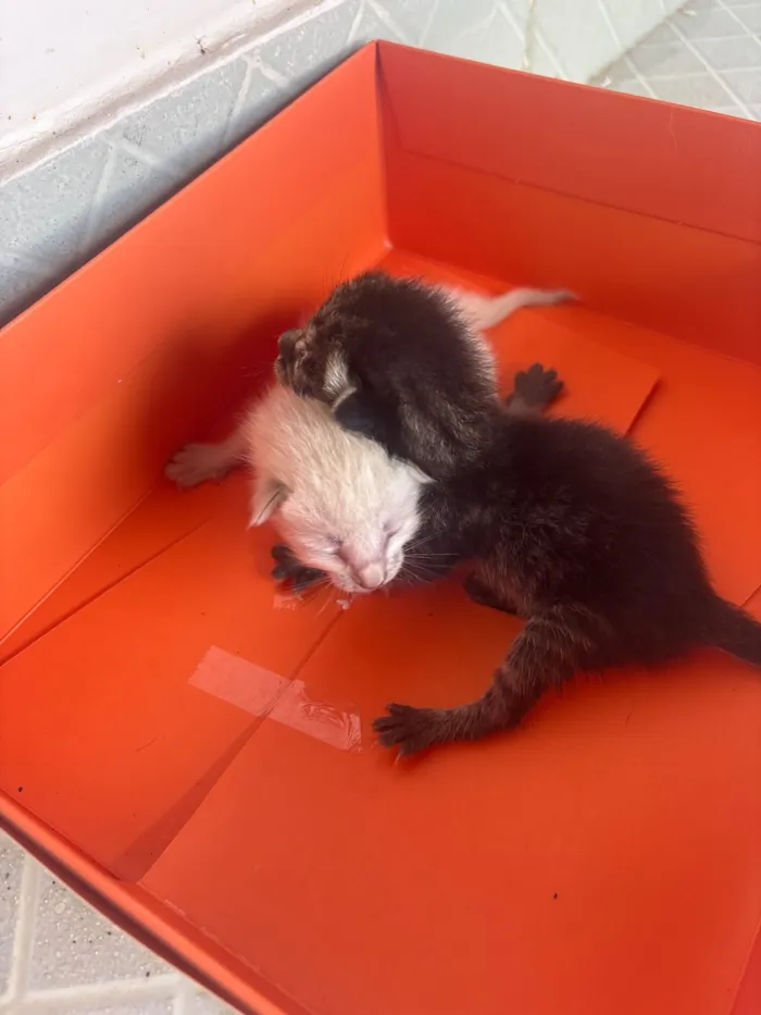 Gato raça SRD-ViraLata idade Abaixo de 2 meses nome Sem nome 